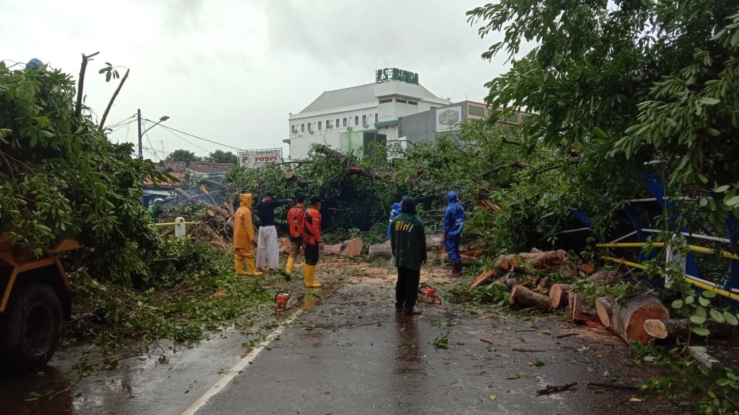 POHON TUMBANG DI DESA LONTAR BARU