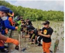 MENGIKUTI GIAT PENANAMAN MANGROVE 