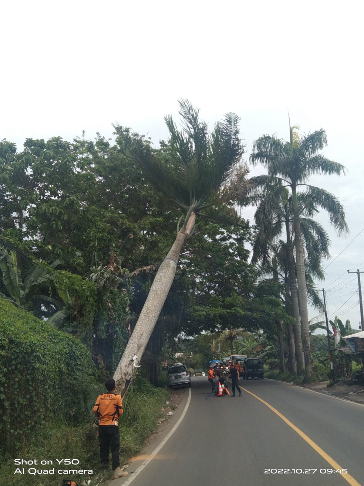 BPBD Tebang Pohon Rawan Tumbang