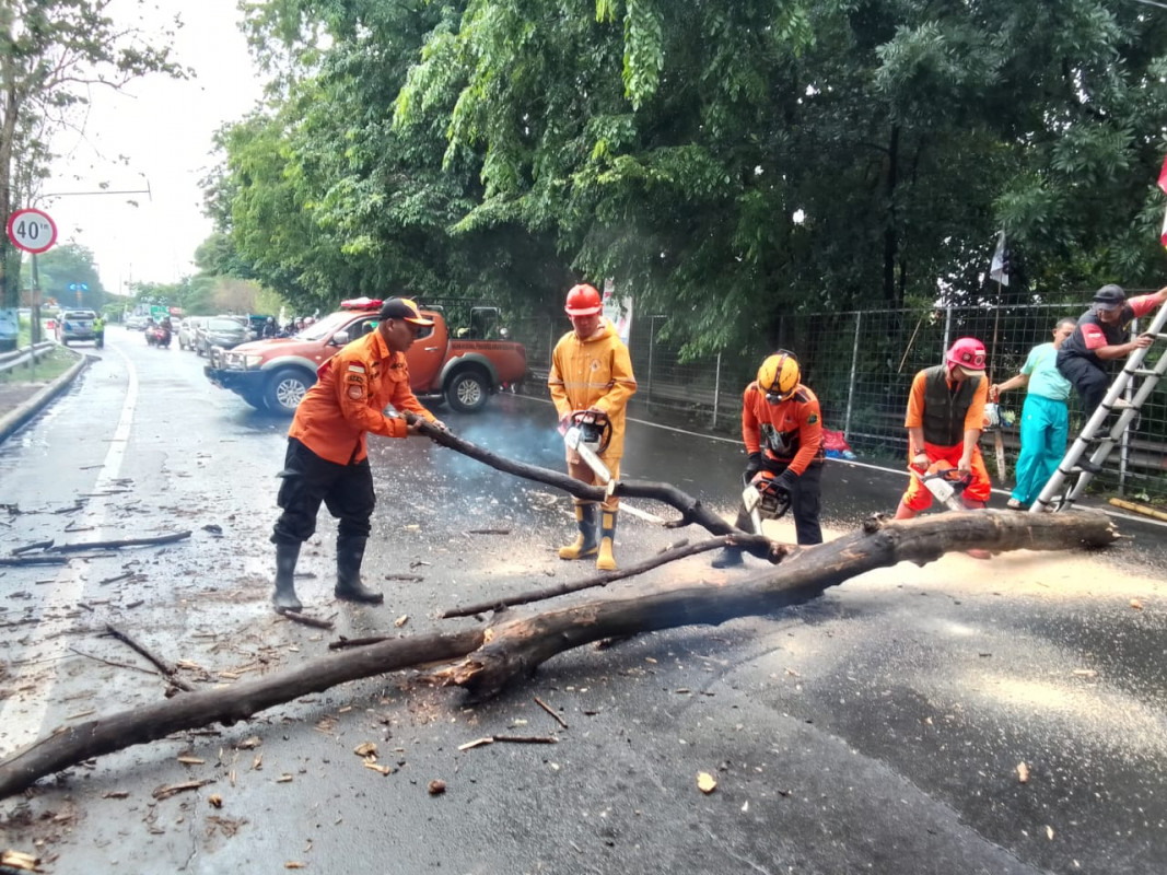 Penangan Pohon Tumbang Akibat Hujan Lebat DIsertai Angin Kencang