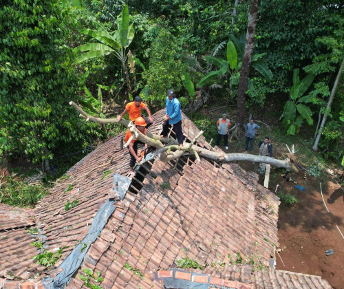 Cuaca Ekstrem, Mengakibatkan Pohon Tumbang di Karangtanjung Kabupaten Pandeglang